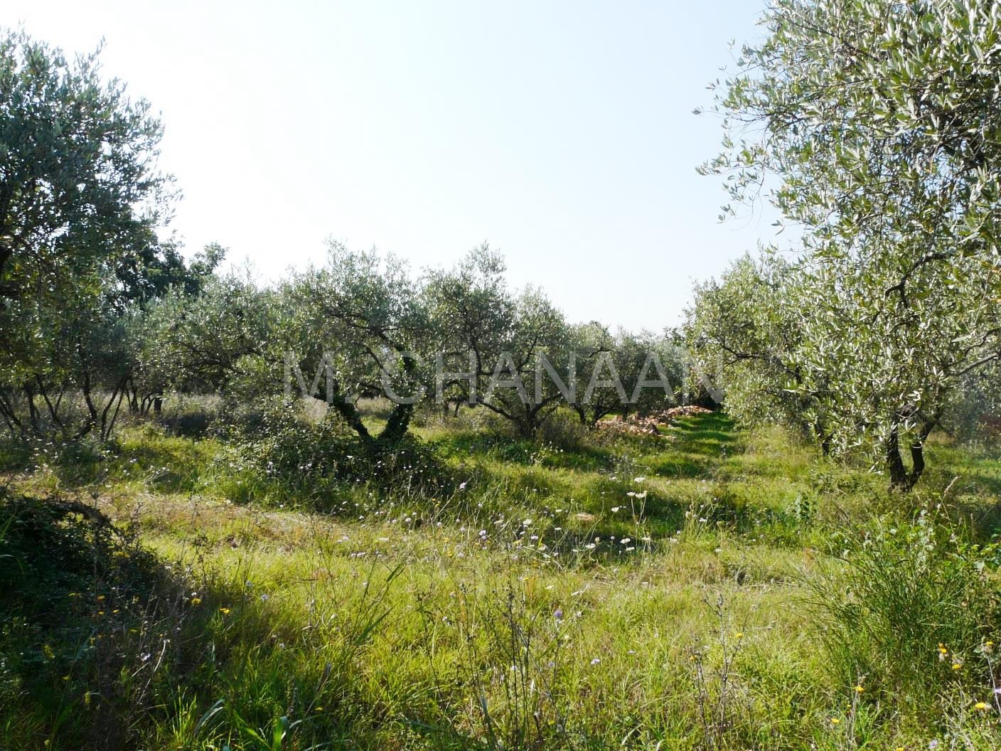 Zemljište, Prodaja, Tar-Vabriga