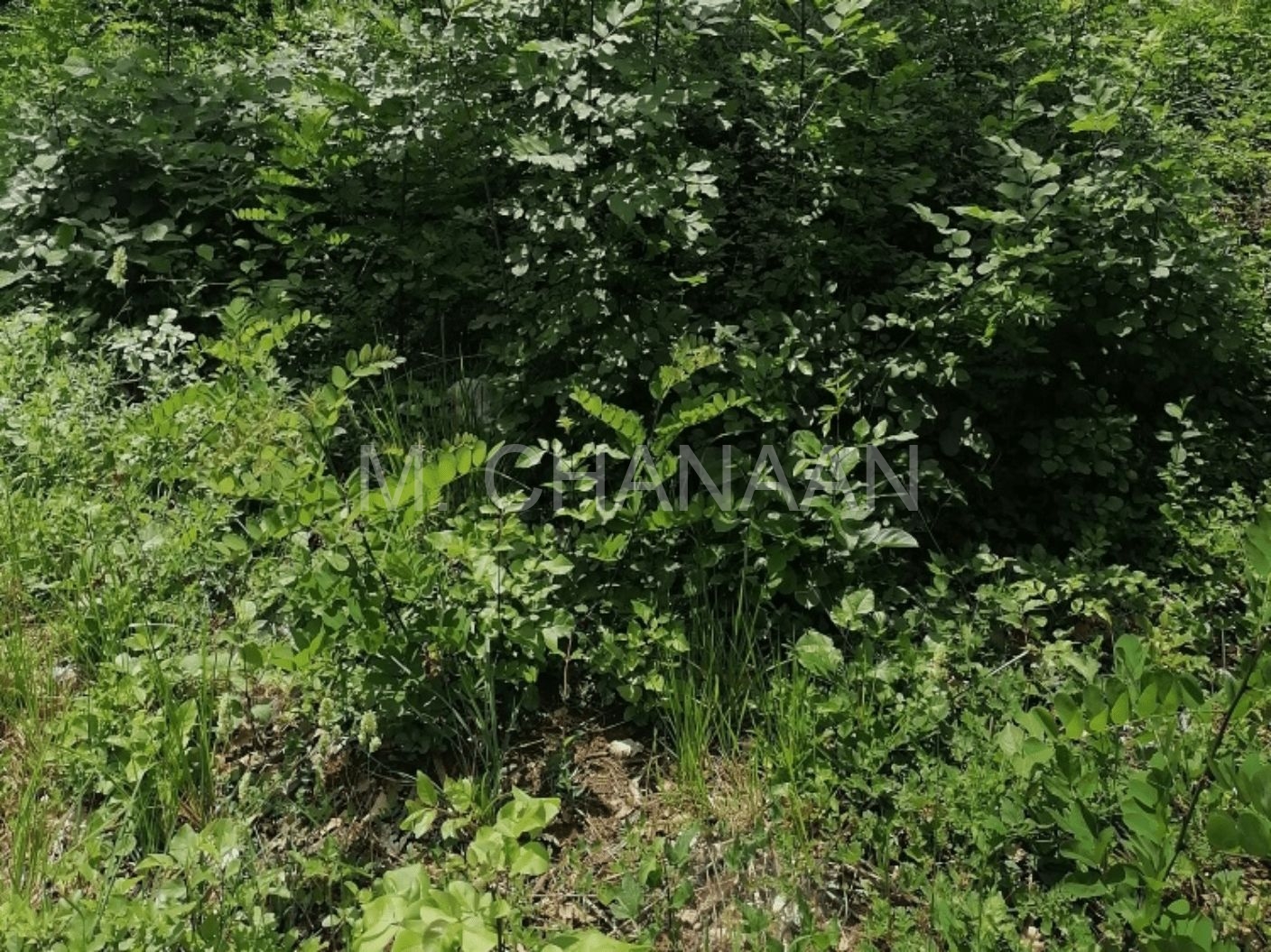 Građevinsko zemljište, Prodaja, Karojba, Škropeti